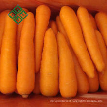 Cenouras de alta qualidade para exportação de cenoura fresca em venda quente